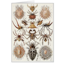 Ernst Haeckel Art Card: Arachnida