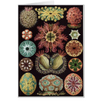 Ernst Haeckel Art Card: Ascidiae