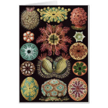 Ernst Haeckel Art Card: Ascidiae