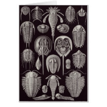 Ernst Haeckel Art Card: Aspidonia