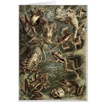 Ernst Haeckel Art Card: Batrachia