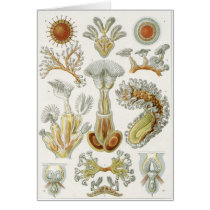 Ernst Haeckel Art Card: Bryozoa
