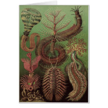 Ernst Haeckel Art Card: Chaetopoda