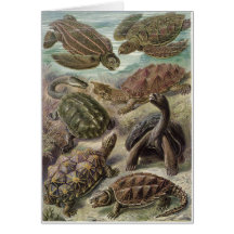 Ernst Haeckel Art Card: Chelonia
