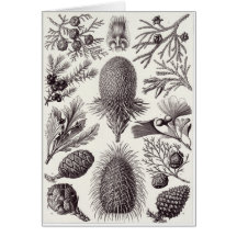 Ernst Haeckel Art Card: Coniferae