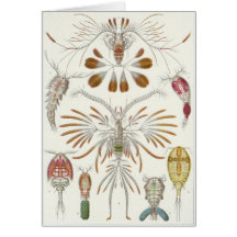 Ernst Haeckel Art Card: Copepoda