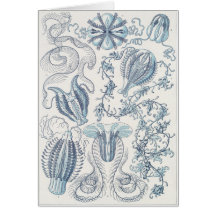 Ernst Haeckel Art Card: Ctenophorae