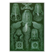 Ernst Haeckel Art Card: Cubomedusae
