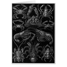 Ernst Haeckel Art Card: Decapoda