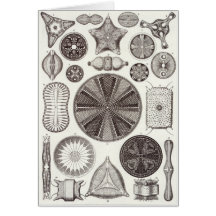 Ernst Haeckel Art Card: Diatomea