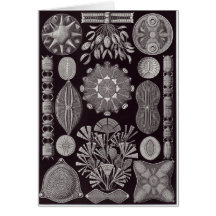 Ernst Haeckel Art Card: Diatomea