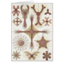 Ernst Haeckel Art Card: Discoidea