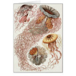 Ernst Haeckel Art Card: Discomedusae