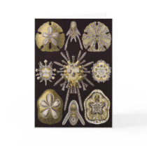 Ernst Haeckel Art Card: Echinidea