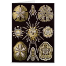 Ernst Haeckel Art Card: Echinidea