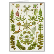 Ernst Haeckel Art Card: Hepaticae