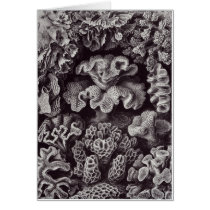 Ernst Haeckel Art Card: Hexacoralla