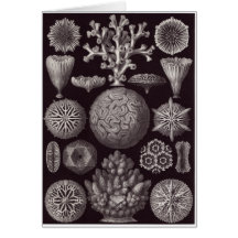 Ernst Haeckel Art Card: Hexacoralla