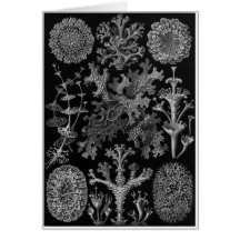 Ernst Haeckel Art Card: Lichenes