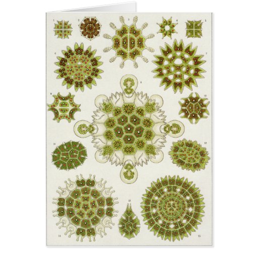 Ernst Haeckel Art Card: Melethallia