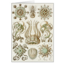 Ernst Haeckel Art Card: Narcomedusae