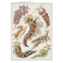 Ernst Haeckel Art Card: Nudibranchia