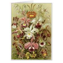 Ernst Haeckel Art Card: Orchidae