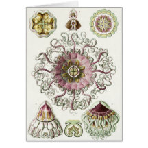 Ernst Haeckel Art Card: Peromedusae