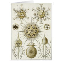 Ernst Haeckel Art Card: Phaeodaria (Phaeodarea)