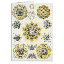 Ernst Haeckel Art Card: Polycyttaria