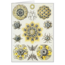 Ernst Haeckel Art Card: Polycyttaria