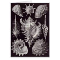 Ernst Haeckel Art Card: Prosobranchia