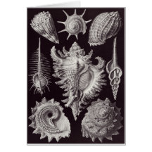 Ernst Haeckel Art Card: Prosobranchia