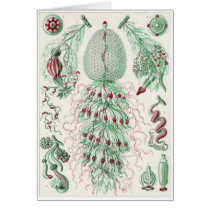 Ernst Haeckel Art Card: Siphonophorae