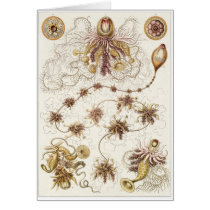 Ernst Haeckel Art Card: Siphonophorae