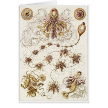 Ernst Haeckel Art Card: Siphonophorae