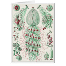 Ernst Haeckel Art Card: Siphonophorae