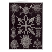 Ernst Haeckel Art Card: Spumellaria
