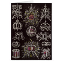 Ernst Haeckel Art Card: Stephoidea