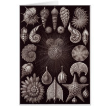 Ernst Haeckel Art Card: Thalamphora