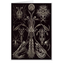 Ernst Haeckel Art Card: Thoracostraca