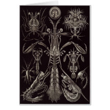 Ernst Haeckel Art Card: Thoracostraca