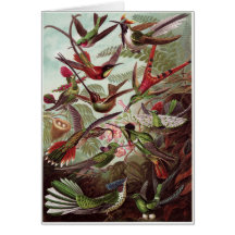 Ernst Haeckel Art Card: Trochilidae