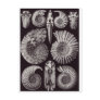 Ernst Haeckel Art Postcard: Ammonitida