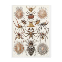 Ernst Haeckel Art Postcard: Arachnida