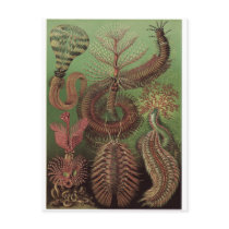Ernst Haeckel Art Postcard: Chaetopoda