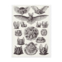 Ernst Haeckel Art Postcard: Chiroptera