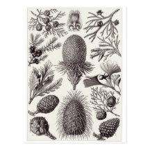 Ernst Haeckel Art Postcard: Coniferae