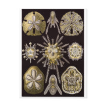 Ernst Haeckel Art Postcard: Echinidea
