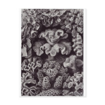 Ernst Haeckel Art Postcard: Hexacoralla